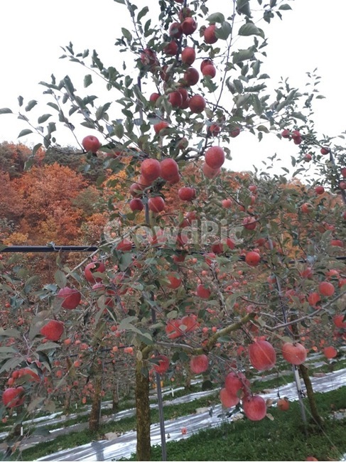 과수원,사과과수원,사과,부사,청송사과,청송,식물,자연,plants,nature,나무,trees,wood,과일,열매,fruit