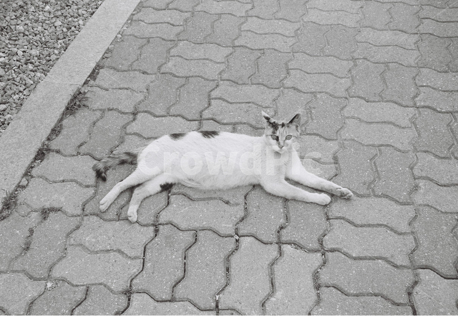 길고양이,고양이,길,인도,애완동물,동물,animal,포유류,mammal,고양이,cat,kitten,kitty,흑백,모노톤,monochrome,black and white