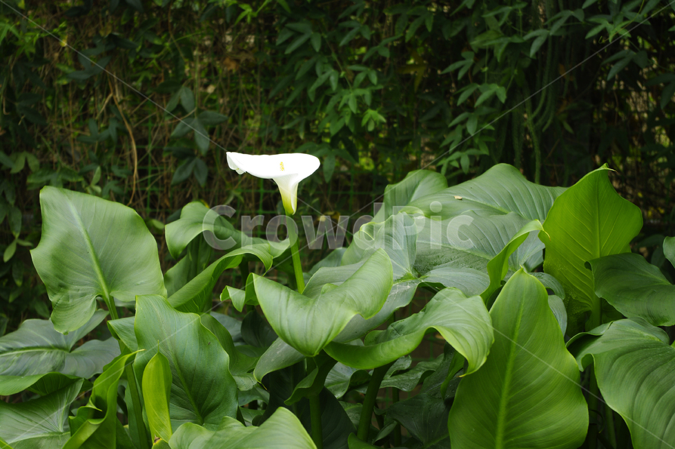 꽃,식물,flower,plant,카라,식물,자연,plants,nature,꽃,flower