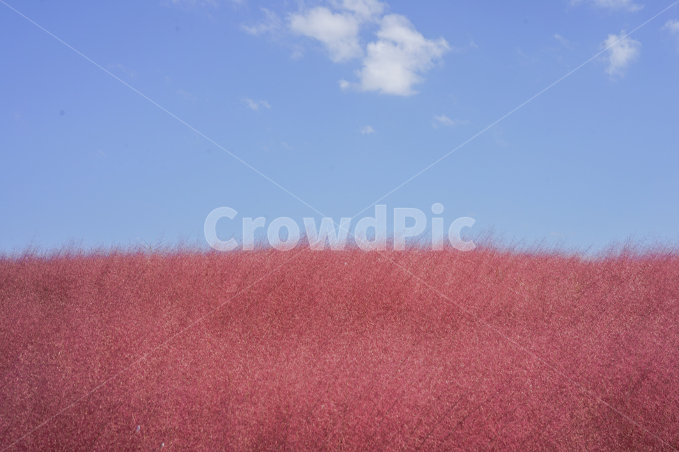 핑크뮬리,가을,핑크,pink,pinkmuhlygrass,핑크갈대,갈대,그라스,가을,계절,fall,autumn,season,식물,자연,plants,nature