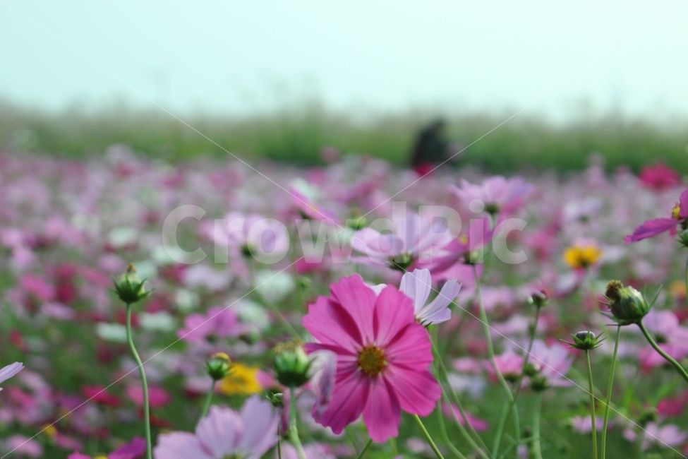 꽃,공원,자연,휴식,힐링,하늘공원,하늘,갈대,식물,자연,plants,nature,꽃,flower