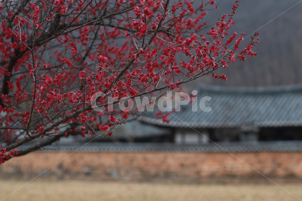 한옥,한국,홍매화,기와집,한옥마을,전통가옥,봄,계절,spring,season,한국전통,한국문화,korean traditional,korean culture,식물,자연,plants,nature,꽃,flower,건축물,건물외관,exterior,building,structure,architecture,construction,plant