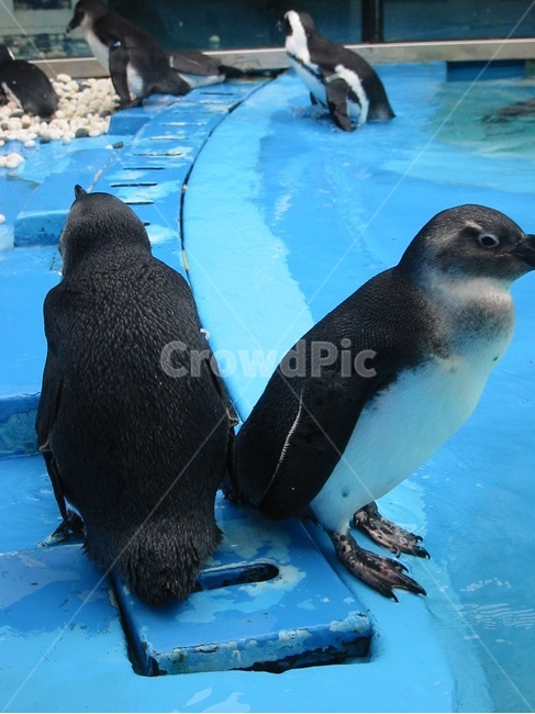 동물원,펭귄,물,수영장,동물,새,포유류,푸른,파란,동물,animal,포유류,mammal