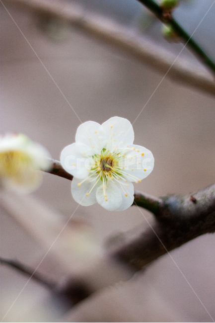 flower bed,nature,plum tree,spring flower bed,white plum blossom,flower,spring flowers,spring,Outfocusing,plants,plant,plum blossom,spring day,park
