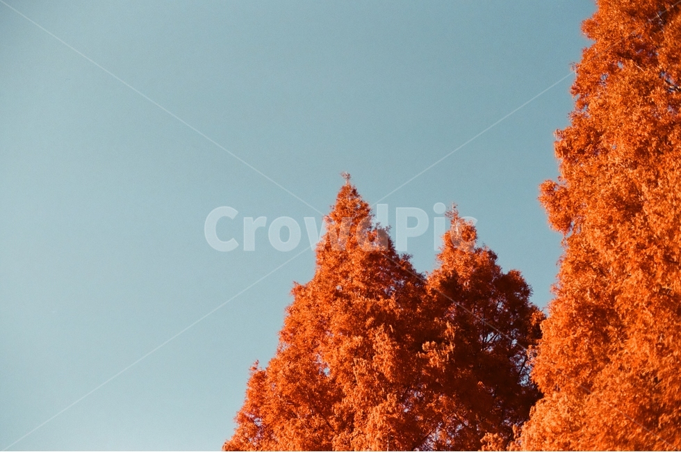 가을,낙엽,주황색,나무,식물,단풍,자연,자연풍경,감성,감정,landscape,feeling,emotion,자연,풍경,nature,landscape,식물,plants,나무,trees,wood,감성,sensible,feeling,색깔,색상,색채,색감,color sense,color sensitivity,feeling of color,tree,plant,maple