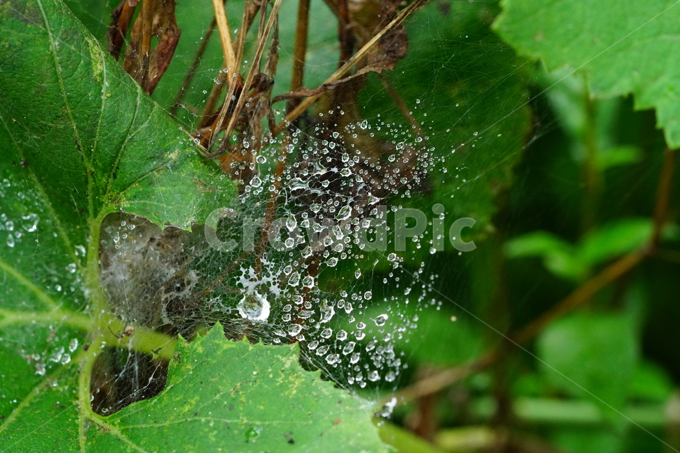 물방울,이슬,식물,풀,풀잎,자연,접사,클로즈업,풍경,waterdrop,dewdrop,빗물,nature,plant,plants,landscape,macro,closeup,이파리,거미줄,식물,자연,plants,nature