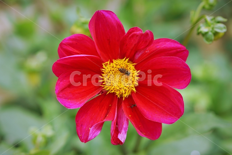 꽃,자연,풍경,배경,민들레,맑음,공원,식물,초록,녹색,봄,flower,nature,green,red,yellow,식물,자연,plants,nature,꽃,flower,동물,animal,곤충,벌레,insect,bug