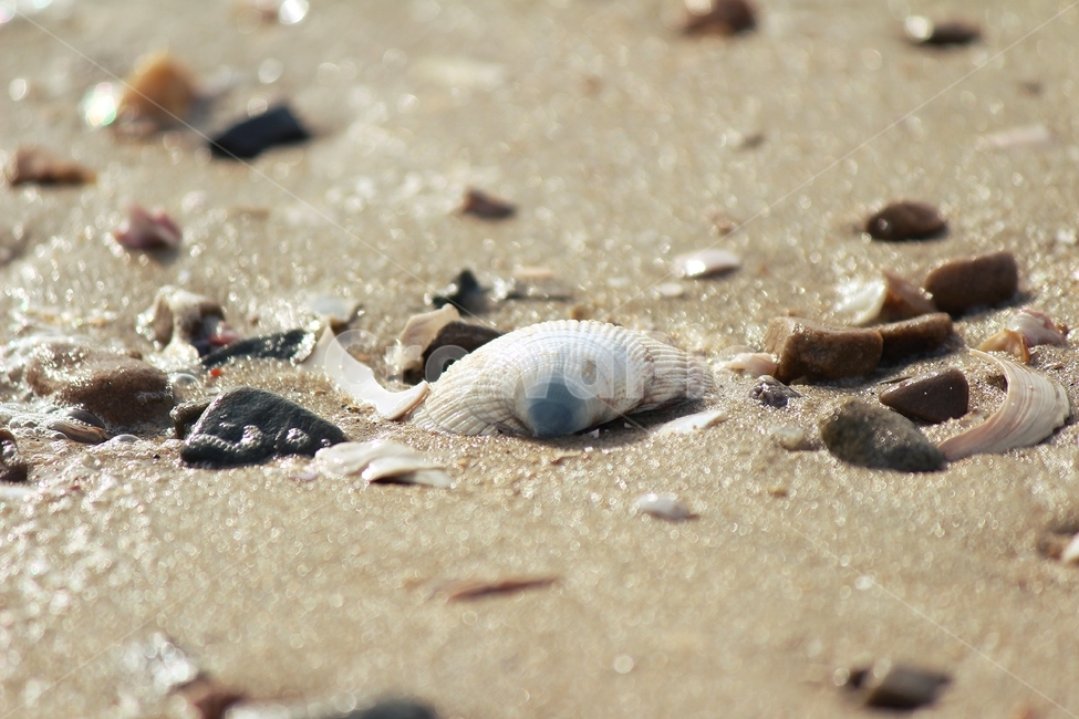 바닷가,조개,모래,모래사장,해변,sea,shellfish,asandybeach,beach