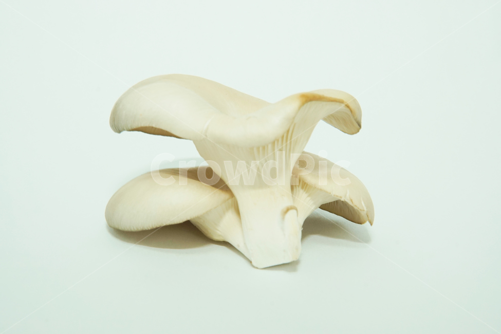 느타리,버섯,식물,식품,음식,식재료,plant,fungus,자연,nature,버섯,mushroom,음식,식재료,요리,food,cook,meal,dishes,food reserves