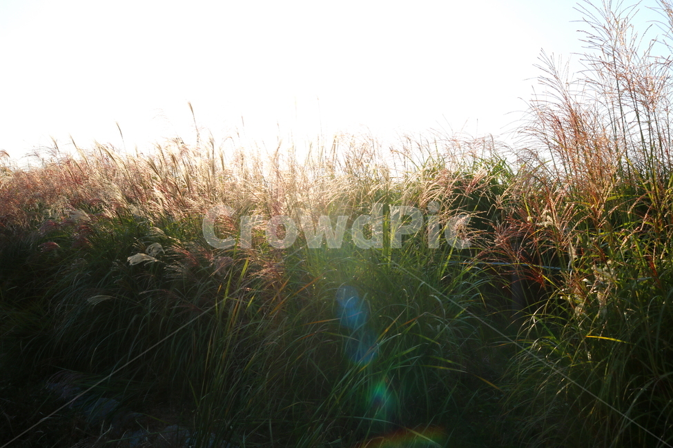 억새,억새풀,식물,자연,가을,벼과,가을,계절,fall,autumn,season,plant,grass,잔디,lawn