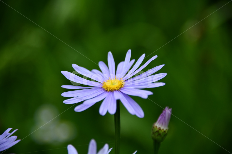 꽃,자연,식물,야생화,nature,flower,감성,feeling,배경,백그라운드