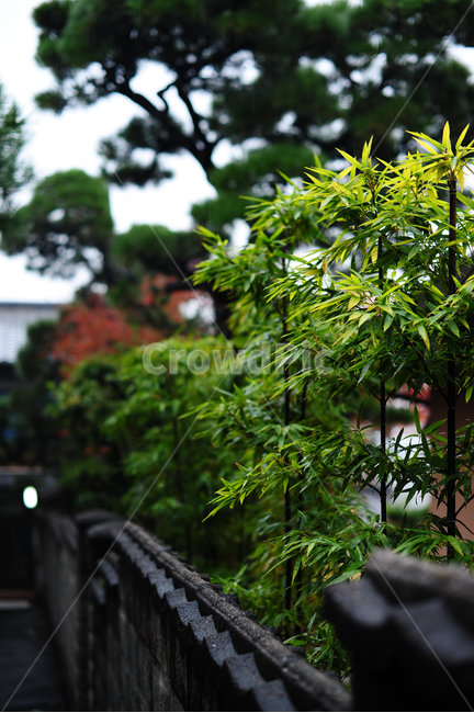 비,일본,오노미치,초록,봄,담장,잎,식물,자연,plants,nature