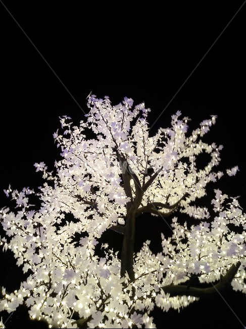 밤,나무,빛,tree,light