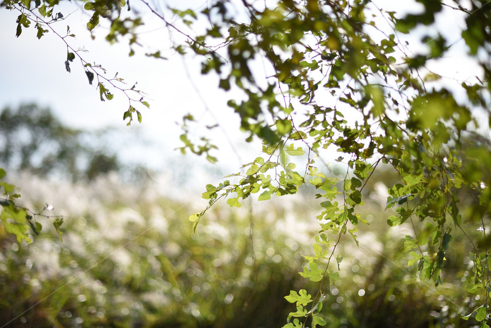 식물,풍경,나무,자연,풀,가을,계절,fall,autumn,season,식물,자연,plants,nature,plant,tree