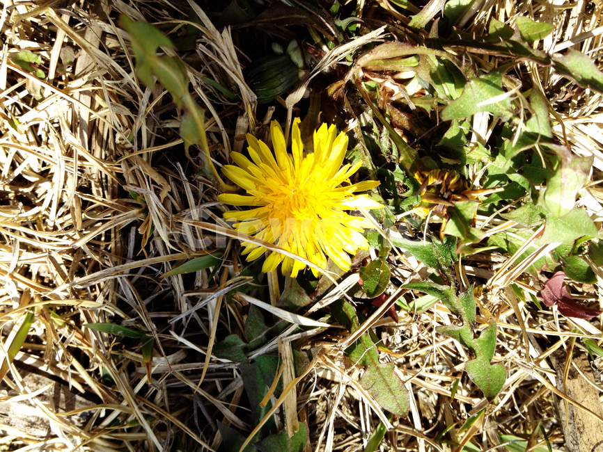 봄,따뜻한,spring,꽃,꽃잎,민들레,잔디밭,정원,식물,자연,plants,nature,꽃,flower