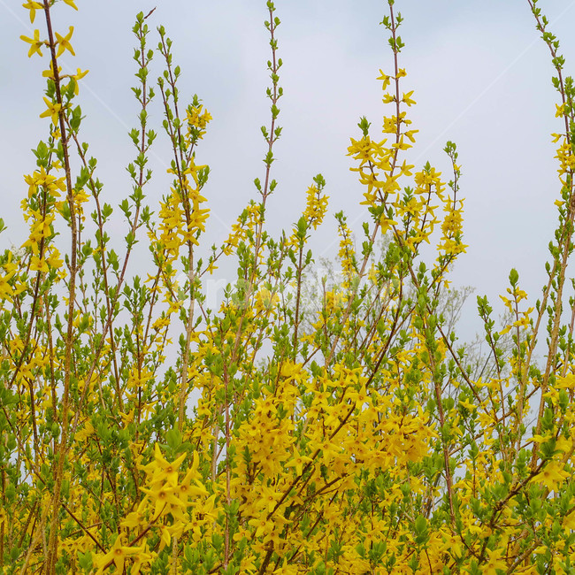 꽃,개나리,식물,flower,자연,spring,봄,nature,봄,계절,spring,season