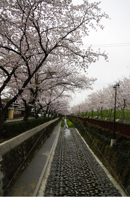여좌천,벚꽃나무,진해,봄,꽃,식물,풍경,봄,계절,spring,season,plant