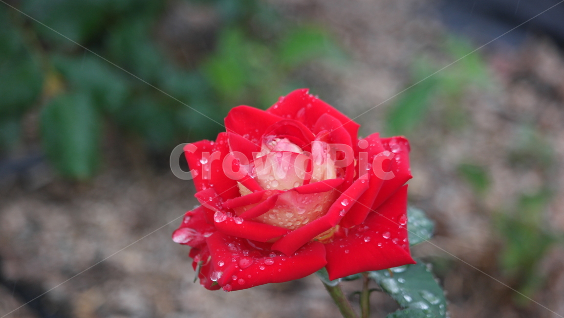 장미꽃,장미,장미원,로즈,로즈가든,식물,자연,plants,nature,꽃,flower