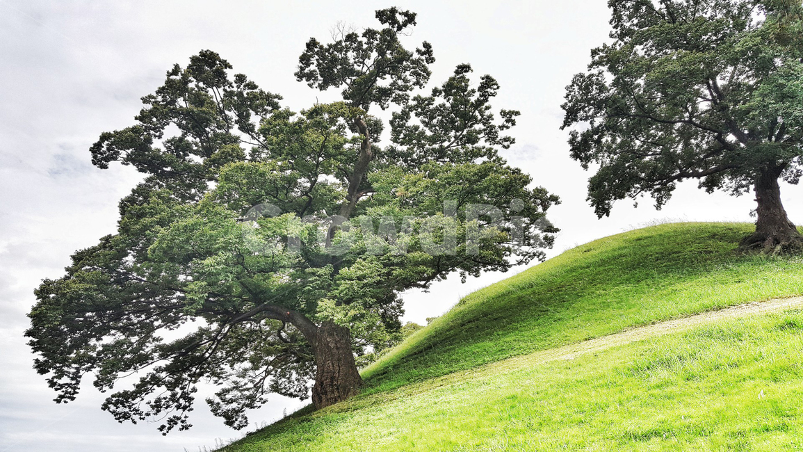 릉,대릉원,경주풍경,무덤,경주,신라,자연,풍경,나무,고목,세월,nature,landscape,초록,한국문화,한국관광지,park,green,outdoors,옥외,field,들,grassland,목초지,식물,자연,plants,nature,나무,trees,wood