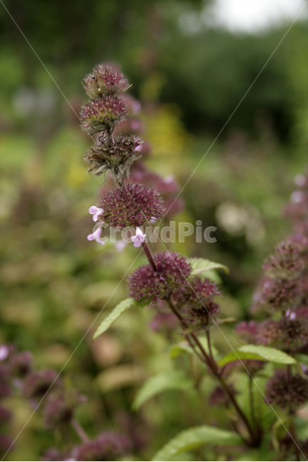 층층이꽃,식물,flower,plants,nature,꽃,꽃봉오리,식물,자연,plants,nature,꽃,flower