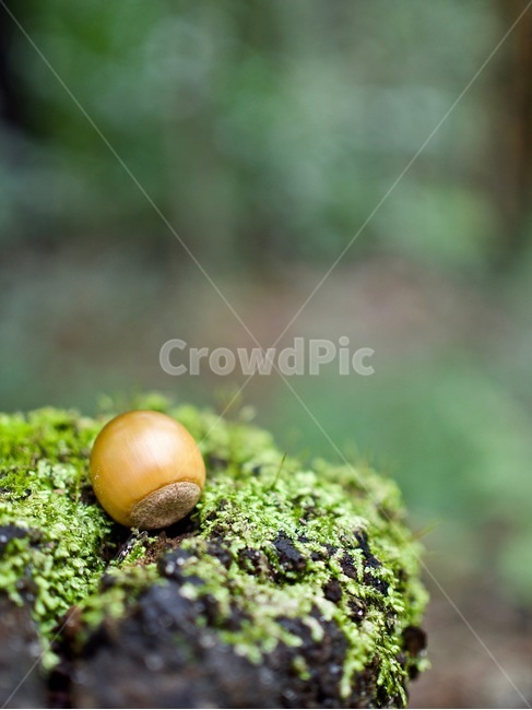 도토리,숲,녹색,배경,가을,자연,한국,이끼,acorn,forest,green,background,autumn,nature,korea,koreanacorn,moss,food,음식,nut,너트,과일,열매,fruit
