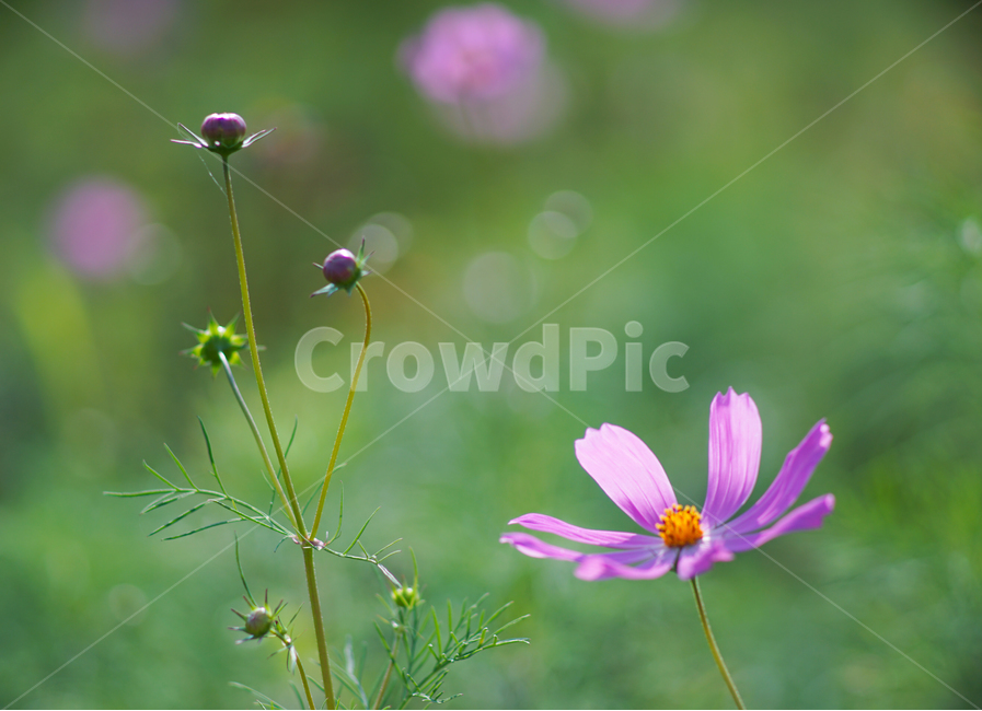 코스모스,식물,꽃,자연,봉우리,가을,계절,fall,autumn,season,식물,자연,plants,nature,꽃,flower,plant