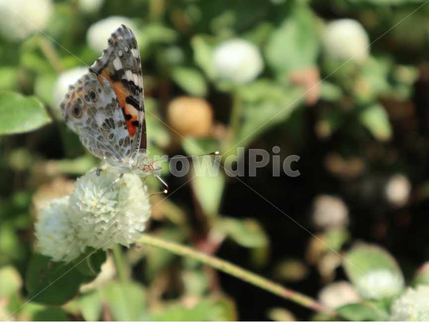 나비,꽃위에,앉은,곤충,클로즈업,확대,식물,자연,plants,nature,꽃,flower,곤충,벌레,insect,bug