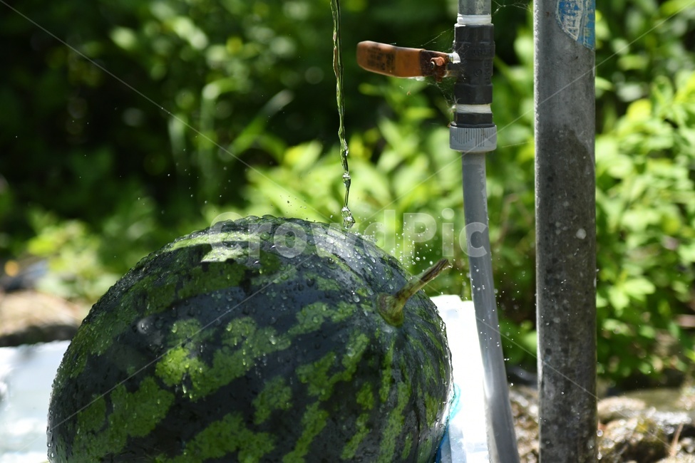 수박,여름,물,수돗가,과일,싱그러움,여름,계절,summer,season,음식,식재료,요리,food,cook,meal,dishes,food reserves,과일,열매,fruit,채소,야채,vegetables,plant,식물