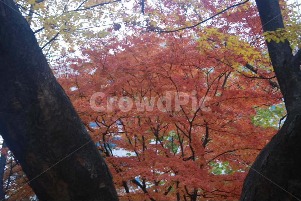 가을풍경,가을단풍,단풍,tree,나무,가을,계절,fall,autumn,season
