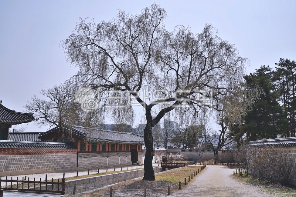 pattern,Gwanghwamun,construct,building,space,interior,Gyeongbokgung,tree trunk,design,tile,treetrunk,tradition,architecture,sky,roof,Harmony,tree,Out,seoul,Hanok,plant,window
