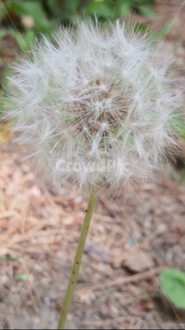 민들레,쌍떡잎식물,들꽃,민들레홀씨,초롱꽃목