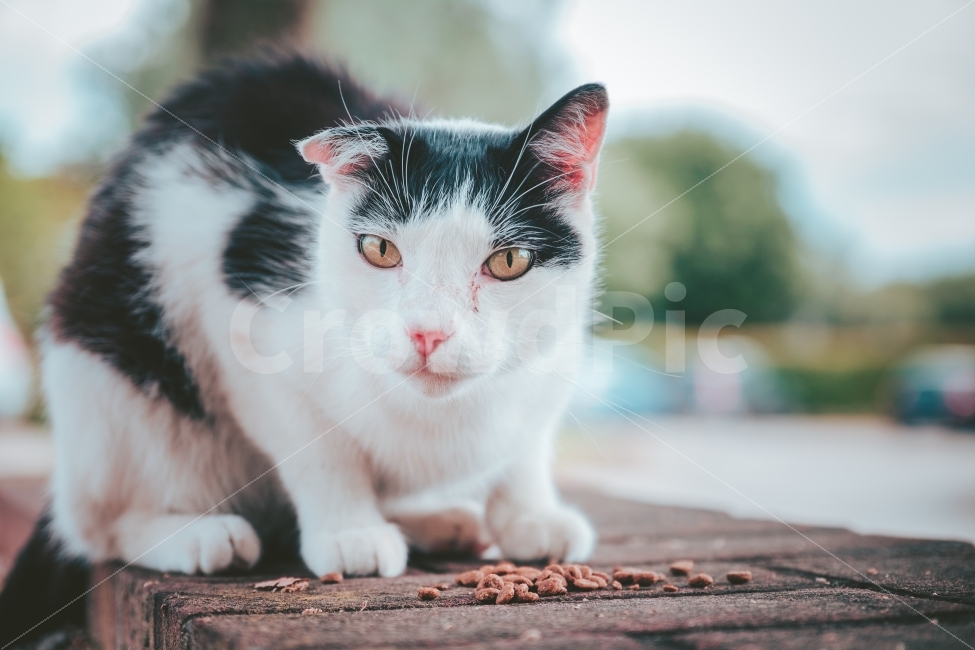 	고양이,길고양이,동물,귀여움,귀욤이,냥이,사료,동물,animal,포유류,mammal,고양이,cat,kitten,kitty