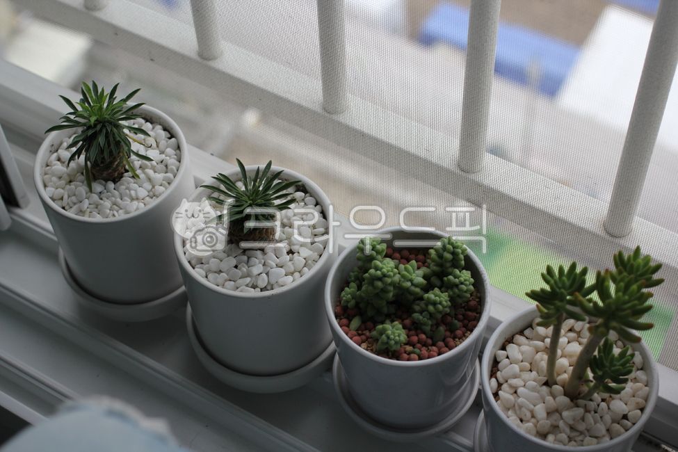 다육이,plant,식물,괴마옥,청옥,을녀심,미니다육이,화분,도시농부,반려식물,초록이,귀여운