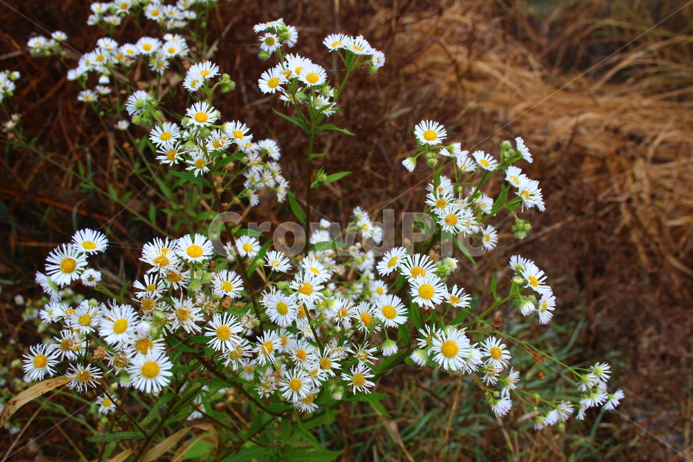 꽃,들국화,야생화,가을꽃,들꽃,식물,자연,flower,natrue,식물,자연,plants,nature,꽃,flower
