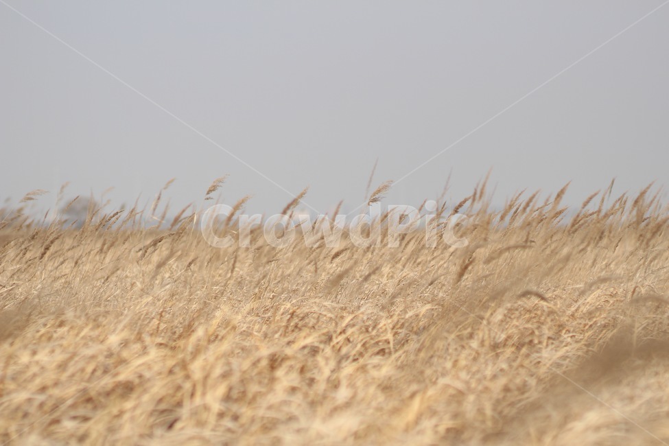 가을,풍경,억새,억새밭,갈대,자연,식물,계절,배경,가을,계절,fall,autumn,season,자연,풍경,nature,landscape,plant,food,음식,vegetable,야채,grain,곡물