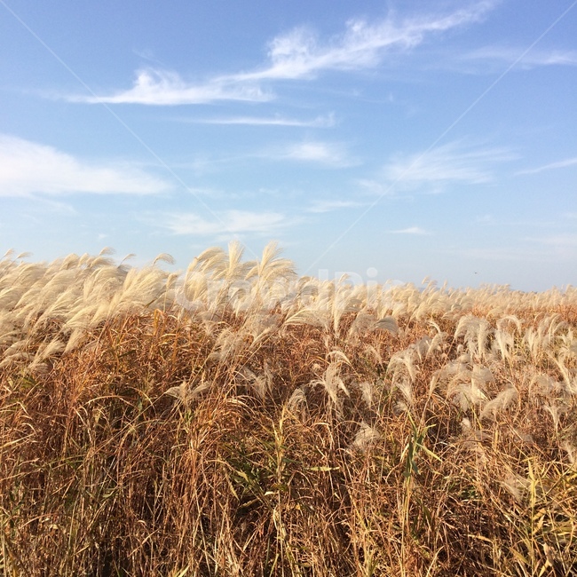 갈대,하늘,구름,풍경,맑음,가을,계절,fall,autumn,season,plant,식물,food,음식,vegetable,야채,grain,곡물