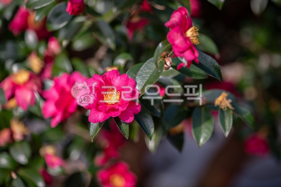 꽃,동백꽃,카멜리아,사랑,열정,변함없는사랑,절제된사랑,제주,43사건