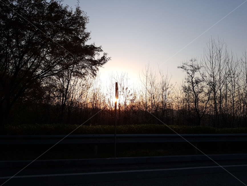 light,빛,나무,flare,플레어,그림자,태양,노을