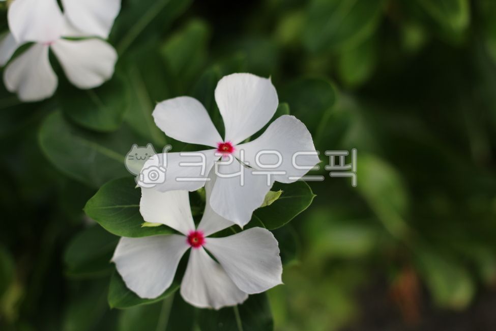 일일초,꽃,여름,매일초,흰색,flower,plants,nature,beautiful,여름꽃,summer,식물,자연