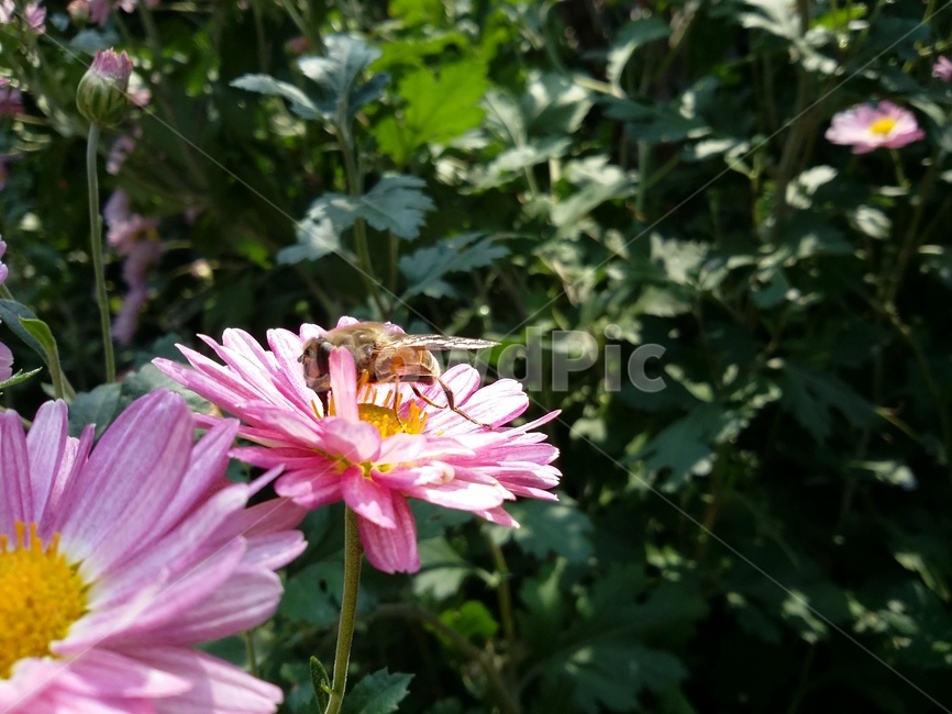 bee,벌,insect,곤충,flower,plant,꽃,식물,자연,식물,자연,plants,nature,꽃,flower