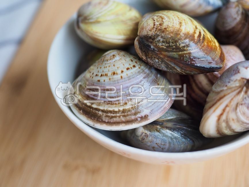 백합조개,조개,생조개,어패류,음식재료,요리재료,해물,음식,웰빙,웰빙음식,조개껍질,배경,lilyclam,clam,rawclam,foodingredients,cookingingredients,seafood,food,wellbeing,wellbeingfood,clamshell,background,sealife,해양생물,대합,invertebrate,무척추동물,음식,식재료,요리,food,cook,meal,dishes,food reserves