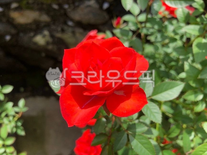 rose tree,rose Festival,red rose,plant,Rose,rose,flower