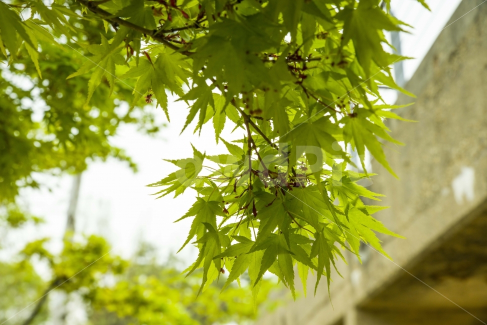 단풍잎,봄,초록,단풍나무,나뭇잎,식물,자연,plants,nature