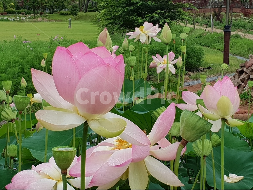 aiotusleaf,연잎,연못,초록색,식물,여러해살이,수초,연잎쌈,연잎차,lotusflowers,연꽃,수련,여름꽃,수생식물,늪지식물,식물,자연,plants,nature,꽃,flower