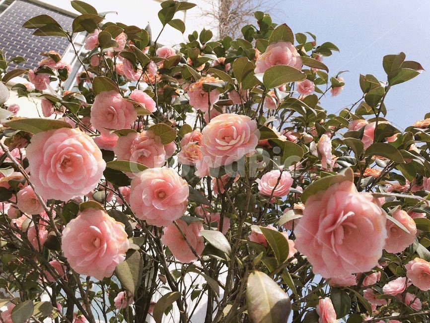 동백꽃,분홍동백꽃,봄,spring,pink,pinkflower,꽃나무,꽃,식물,봄꽃