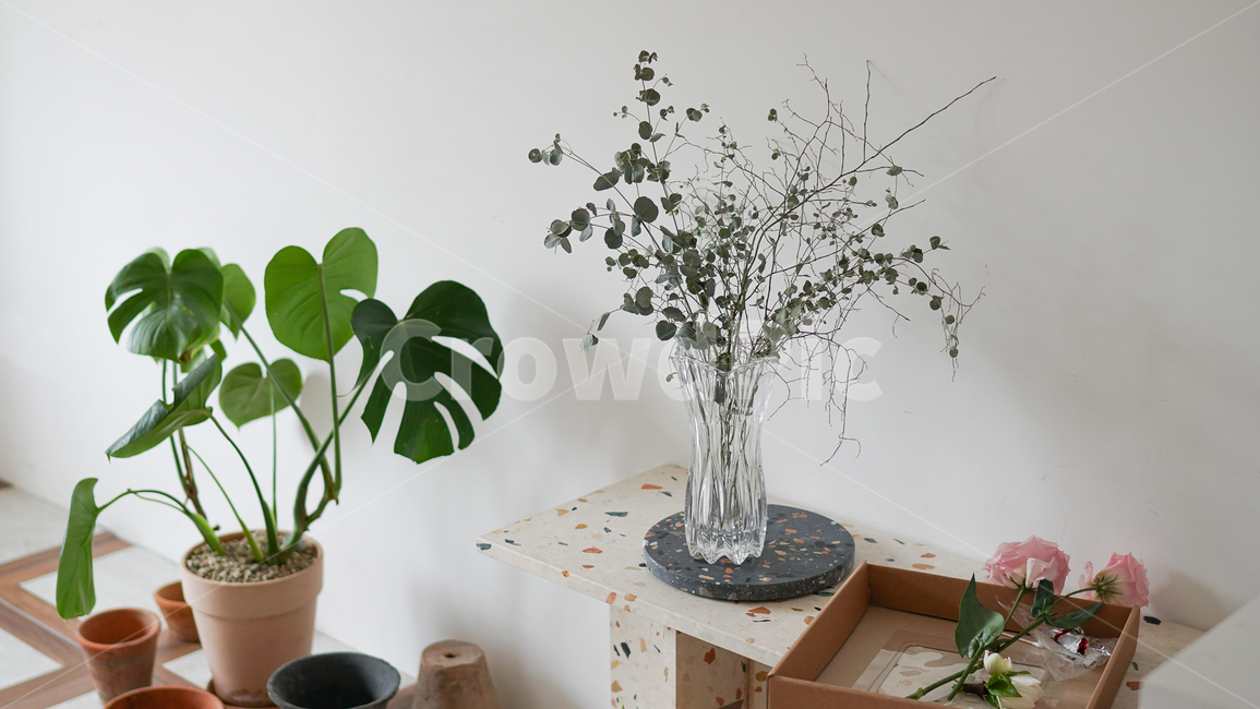plant,식물,화병,꽃병,프랜테리어,planterior,인테리어,interior,집꾸미기,홈스타일링