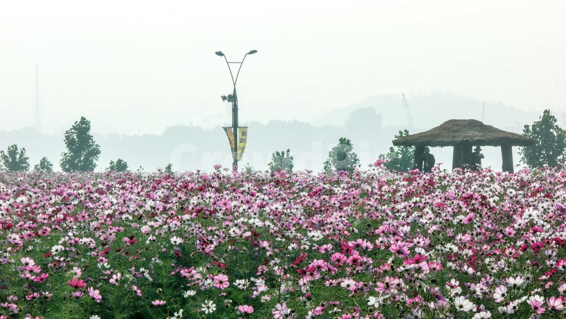 코스모스,구리코스모스,코스모스축제,원두막,정원,꽃,가을,계절,fall,autumn,season,식물,자연,plants,nature,꽃,flower,outdoors,옥외