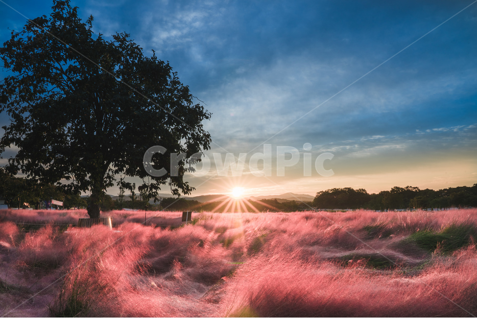 flare,플레어,light,빛,nature,자연,outdoors,옥외,pinkmuhly,핑크뮬리,landscape,sunrise,일출,가을,fall,autumn,풍경,tree,나무,pink,분홍,가을,계절,fall,autumn,season,자연,풍경,nature,landscape