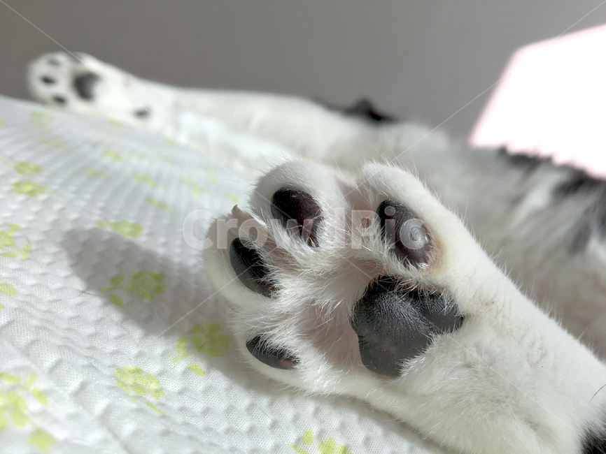 고양이,코숏,반려동물,반려묘,동물,발바닥,고양이젤리,검정젤리,한마리,부분