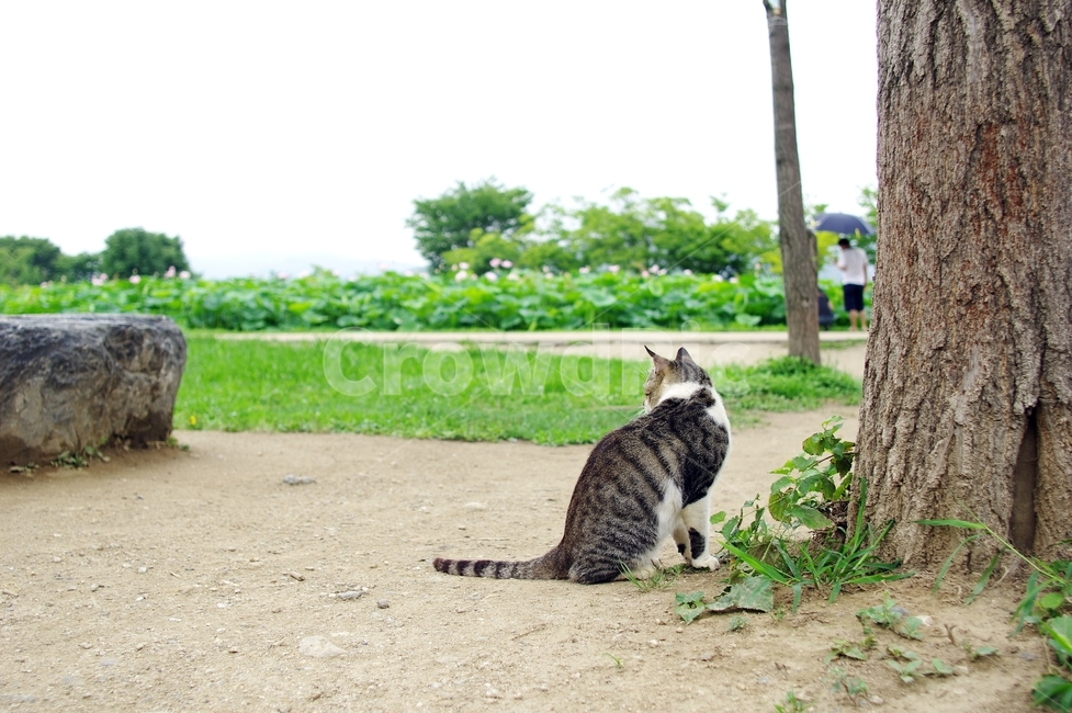 고양이,길고양이,동물,cat,감성,동물,animal,포유류,mammal,고양이,cat,kitten,kitty